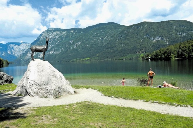 Severna obala Bohinjskega jezera bo svojo gozdnato podobo v prihodnjih mesecih izgubila. namesto smrek, ki jih uničuje...