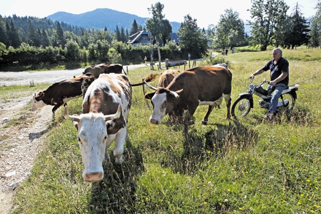 Jože nima konja, na katerem bi krave pospremil na pašo, zato je kavboj na mopedu.  Tomaž Skale