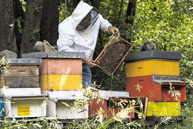 Pridelek medu bo letos ponovno slab. Po zadovoljivi spomladanski paši je pozeba uničila cvetlično pašo.