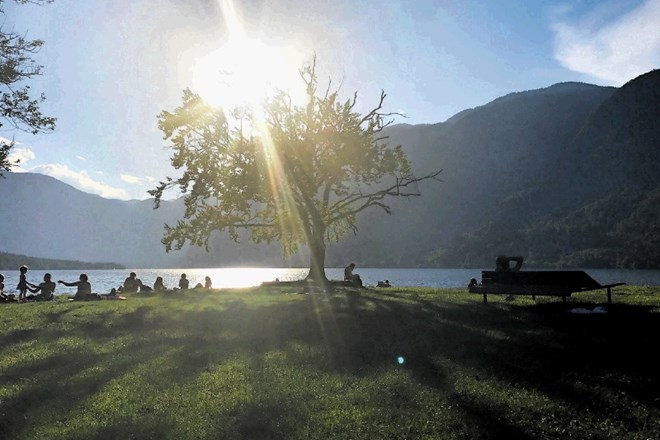 Slovito bukev ob Bohinjskem jezeru na  Veglju v Ribčevem Lazu bodo prihodnji teden posekali. Na njeno mesto bodo posadili...