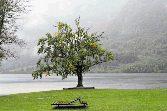 Slovite bukve na Veglju ob Bohinjskem jezeru še  ne bodo odstranili, bo pa že predvidoma prihodnji teden dobila družbo...