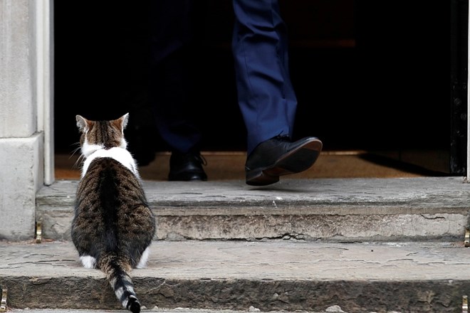 Larry na Downing Streetu 10 že sedem let »lovi miši«.