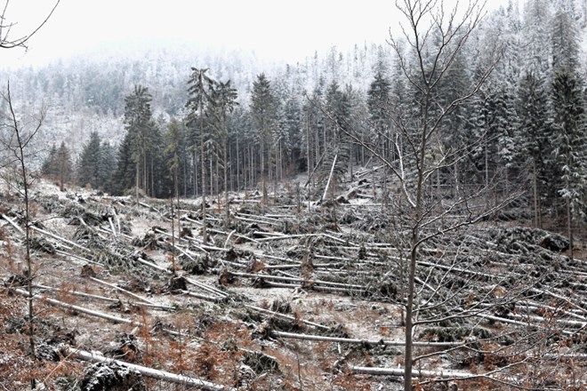 Decembrski vetrolom se je močno znesel tudi nad gozdovi notranjskega Snežnika.