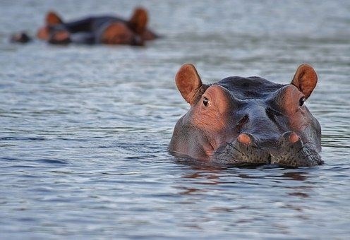 Izločki povodnih konjev povzročajo množične pogine rib