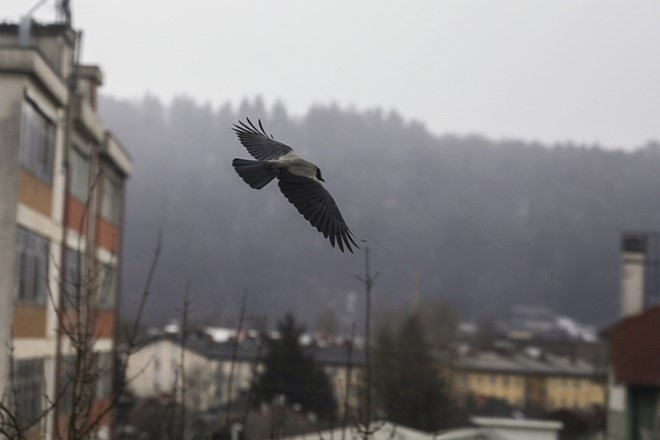 Ko vrana v smeti spusti cigaretni ogorek ali manjši kos smeti, iz njih v zameno dobijo okusen ptičji priboljšek.