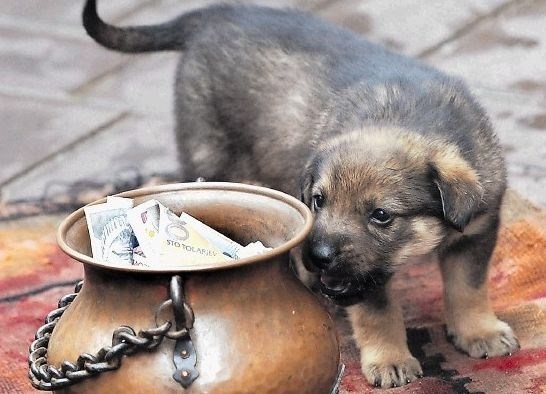 Psa poskušamo čim bolj vpeljati v vsakdanje navade.