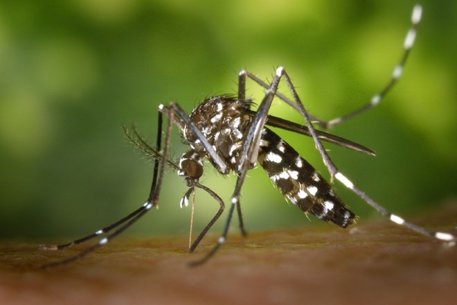 V Ljubljani pri sivi vrani potrjen virus Zahodnega Nila 