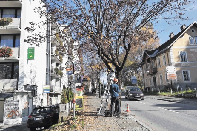 Na Bledu nameščajo praznično okrasitev, lučke bodo slovesno prižgali 30. novembra, ko se bo  začelo tudi predpraznično...