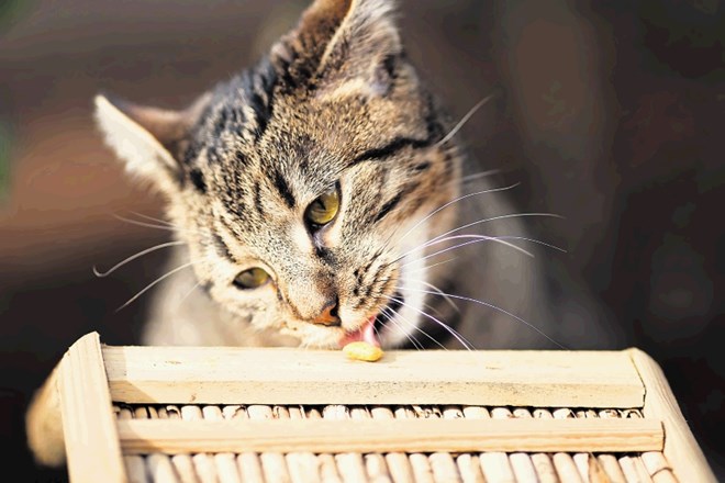 Veterinarji za zdaj odsvetujejo vegansko dieto za mačke, pri psih pa je to nekoliko bolj sprejemljivo, saj so vsejedci.