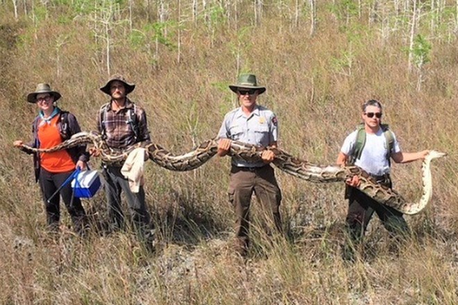 Zaradi velikih težav s pitoni na Floridi prirejajo tekmovanja v lovu na pitone.