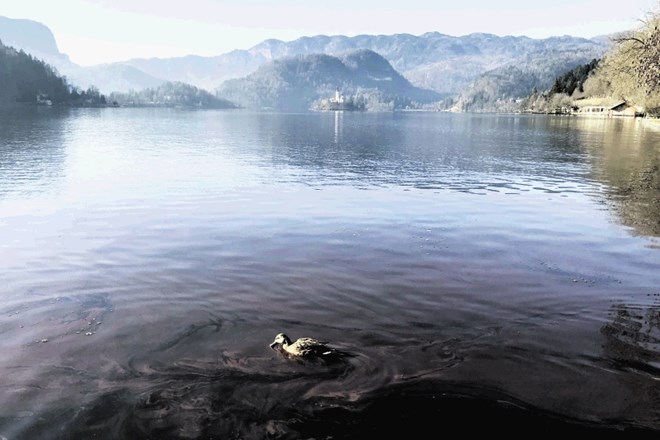 Posledice cvetenja Blejskega jezera je omilil ponovni pretok jezera, s katerim se rdeča površina z gladine izpira, alge pa...