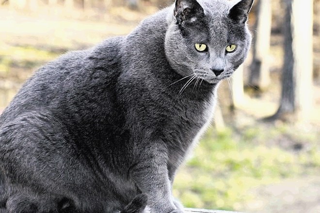 Debelost med mačkami narašča, njihovi lastniki in veterinarji pa zaradi dvigovanja težkih živali poročajo o modricah,...