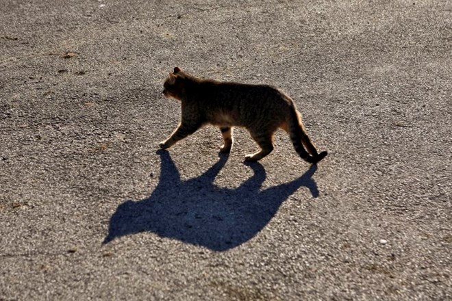 Fotografija je simbolična. (Foto: Bojan Velikonja)