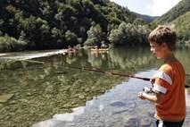 Krivolov z dinamitom ali premalo kisika v vodi? Na Kolpi opazili množičen pogin rib