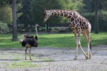 ZOO Ljubljana: Želel pobožati žirafo, zbrcal ga je noj