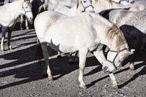 Zaposlenim v lipiškem turizmu prekipeva