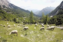 Največji sovražniki govedi, ovac in konj so medvedi in šakali