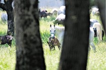 Prvi lipicanec naj bi namesto Dejana Židana postal Zdravko Počivalšek 