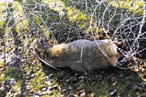 V ograjo ob Kolpi se je zapletla košuta in v hudih mukah poginila