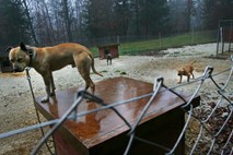 Mučenje živali in pasji boji: Trenutne kazni niso niti vzgojne