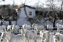 Slepomišenje politikov okoli Kobilarne Lipica se nadaljuje  