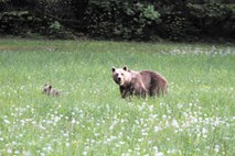 Spomladi in jeseni se posladkajo v čebelnjakih, poleti si postrežejo z živino na paši