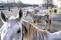 Kraševci si želijo enotne in manj »državne« Lipice