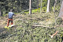 Klopni meningoencefalitis: cepljenje bi lahko postalo brezplačno za otroke in ljudi v drugi polovici štiridesetih    