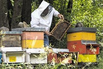 Pridelava medu spet krepko nižja od povprečja