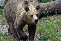 Slovenski medvedi v francoskih Pirenejih pobijajo ovce