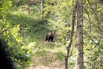 V Županjih Njivah medved ovco pokončal sredi naselja