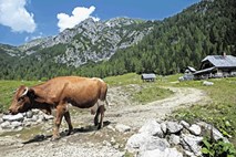 Bohinjske planine: Ne moremo pričakovati, da hodijo v coklah in kuhajo v črni kuhinji 