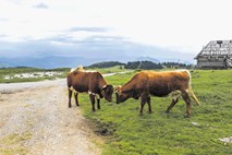 Povečan promet krni naravne danosti Velike planine 