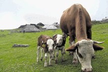 Bo kravici, maskoti Velike planine, ime Vel'ka ali Cika?