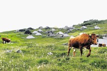 Na Veliki planini ta konec tedna tekmovanje harmonikarjev in praznik trniča