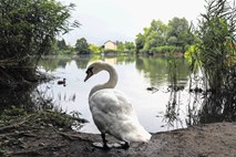 Nevestni lastniki želve spustijo v Koseški bajer