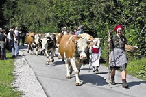 Kravji bal so sprva praznovali v gostilni v Bohinjski Češnjici