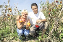 Bitka za paradižnik od Obale do Prekmurja