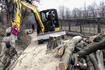 Sekali bodo drevesa na grajskem hribu in Rožniku