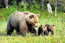 Nedeljski dnevnik o sobivanju z medvedi: Ubogi medo, kje boš plesal?