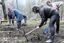 Posadili bodo več kot 10.000 mladih dreves