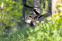 Državni svetnik zaradi problematike velikih zveri z ovadbo nad Zajca in Šarca