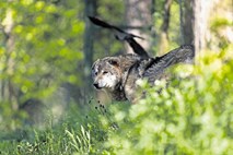 Volk na planini Starijski vrh ponoči pokončal 10 ovac