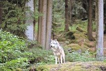 Volk in človek, dva plenilca na majhnem teritoriju