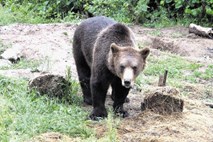 160-kilogramski samec se je rad potikal ob vrtcu in šolskih poteh v Gorjah