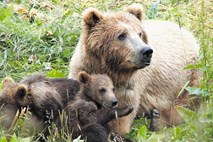 Posebna skupina za upravljanje z zvermi začela z delom