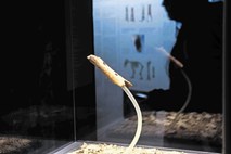 Neandertalčeva piščal glasbilo širokih razsežnosti