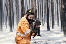 Za v požarih rešene koale skrbijo kot v petzvezdičnem hotelu