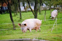 Odbor za kmetijstvo za večjo samooskrbo s prašičjim mesom