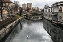 Laboda postala ljubljanska atrakcija